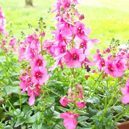 Kelluka House Parispea