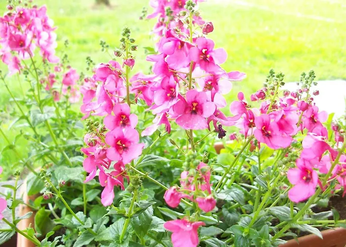 Kelluka House Parispea